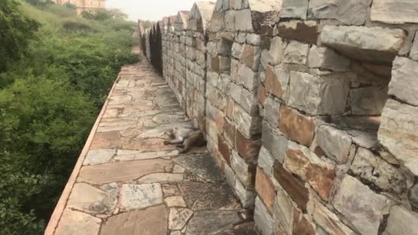 Jaipur, India - defensive structures on a high mountain part 13 — Stock Video