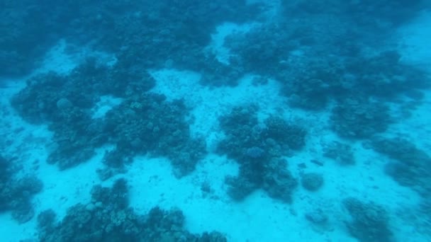 Eilat, İsrail - Kızıl Deniz 'in derinliklerinde lomboz bölüm 12' den geçerek — Stok video