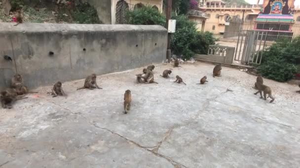 Jaipur, India, 04 November 2019 Galta Ji, monyet berjalan di sekitar bagian kompleks 3 — Stok Video