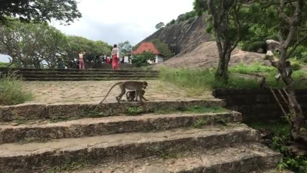 Dambulla, Sri Lanka, territorio tempio delle grotte con scale di fronte all'ingresso — Video Stock