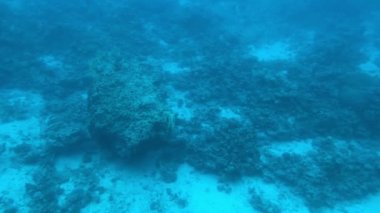 Eilat, İsrail - Kızıl Deniz 'in derinliklerinde lombozun 15. bölümü boyunca