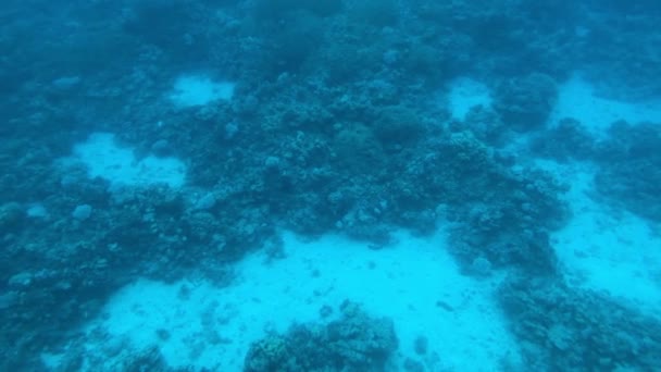 Ейлат (Ізраїль) на глибинах Червоного моря через портиль 11 — стокове відео