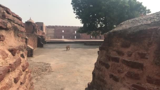 Agra, Inde - Fort d'Agra, promenades de singes dans le fort — Video