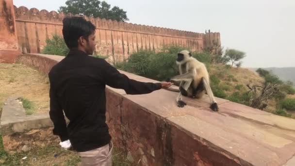 Jaipur, Indie - listopad 03, 2019: Jaigarh Fort Tourist krmí opice — Stock video