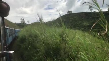 Ella, Sri Lanka, trene yakın çalılar.