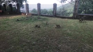 Mumbai, Hindistan - Maymunlar sahada oynuyor