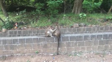 Mumbai, Hindistan - Doğal ortamda maymunların hayatı