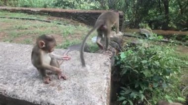 Mumbai, Hindistan - Maymunlar ikinci bölümde oynuyor