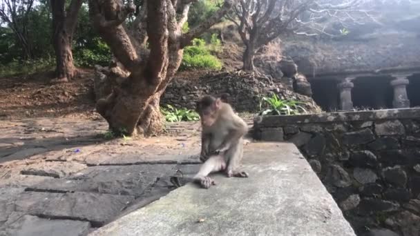 孟买,印度猴子做他自己的事 — 图库视频影像