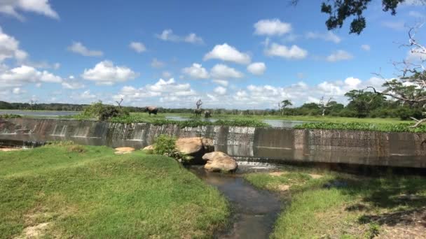 Yala, Sri Lanka, elephants play in the water part 3 — Stock Video