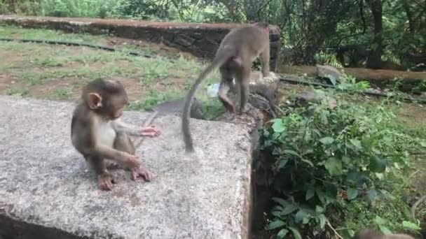 Mumbai, India - Scimmie giocano sul campo parte 2 — Video Stock
