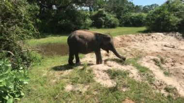 Yala, Sri Lanka, filler çimen yer ve ikinci kısmı da çalı.