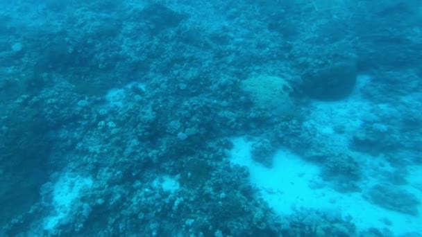 Eilat, İsrail - Kızıl Deniz 'in derinliklerinde lombozun 10. bölümünden geçerek — Stok video
