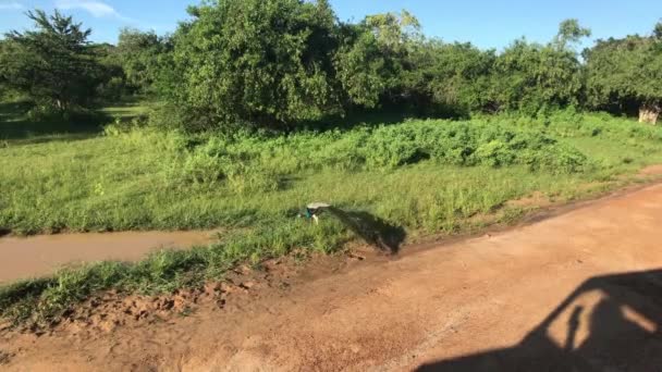 Yala, Sri Lanka, pavão pela estrada da aldeia — Vídeo de Stock