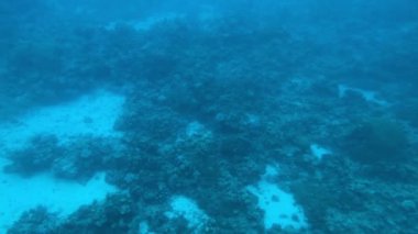 Eilat, İsrail - Kızıl Deniz 'in derinliklerinde lombozun 13. bölümünden geçerek