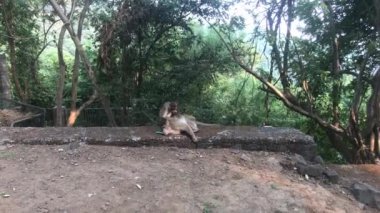 Mumbai, Hindistan - Maymunların doğal ortamdaki yaşamı Bölüm 3