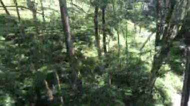 Ella, Sri Lanka, şelaleden geçen bir trende.