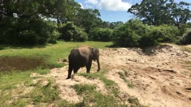 Yala, Sri Lanka, olifanten eten gras en struiken deel 3 — Stockvideo