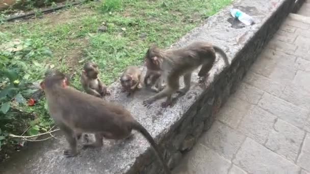 Mumbai, India - Los monos juegan en el campo parte 3 — Vídeos de Stock