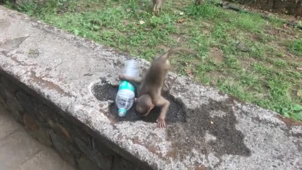 Bombaj, Indie - Život opic v přírodním prostředí část 2 — Stock video