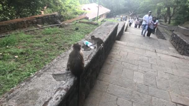 Mumbai, India - November 10, 2019: Elephanta Caves tourists walk past monkeys — Stock Video