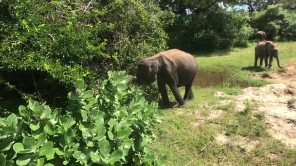 Yala, Sri Lanka, elephants eat grass and shrubs — Stock Video
