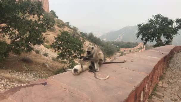 Jaipur, India - Monkeys play on the fence of an old fortress — Stok video