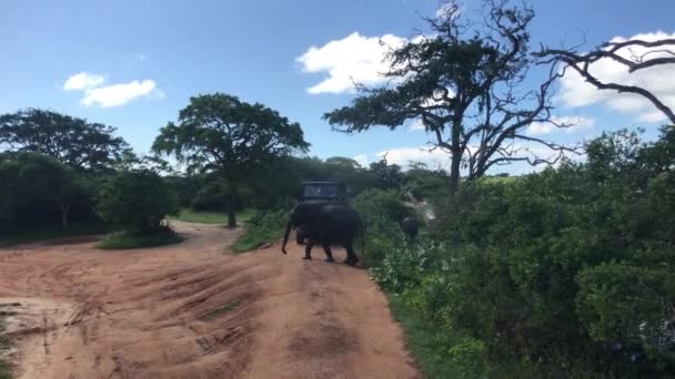 Yala, Sri Lanka, gajah lewat di depan mobil — Stok Video