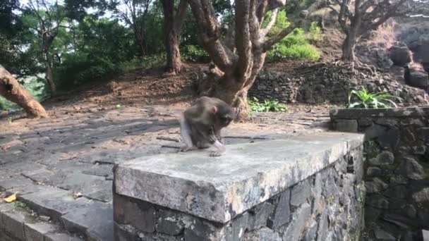 Мумбаи, Индия - обезьяна делает свою вещь часть 2 — стоковое видео