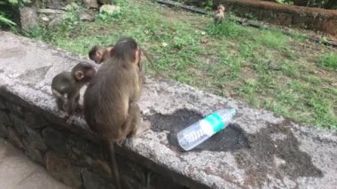 Mumbai, Hindistan - Maymunlar 4. bölümde oynuyor