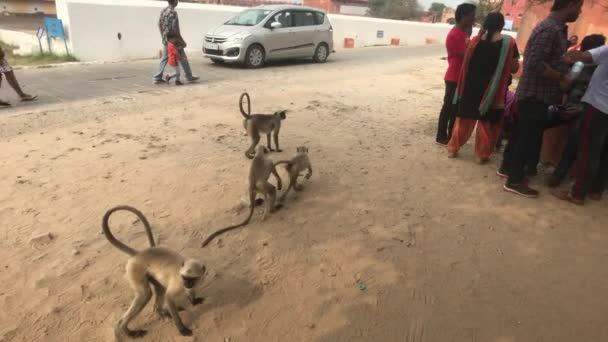 Jaipur, India - 2019. november 03.: Jaigarh Fort turisták sétálnak a régi erőd 5. részének udvarán — Stock videók