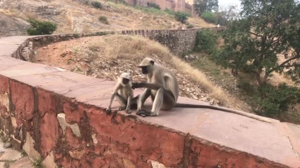 Jaipur, Ινδία - Πίθηκοι παίζουν στο φράχτη ενός παλιού φρουρίου μέρος 2 — Αρχείο Βίντεο