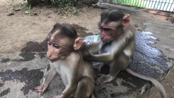 Mumbai, India - La vita delle scimmie in un ambiente naturale parte 5 — Video Stock