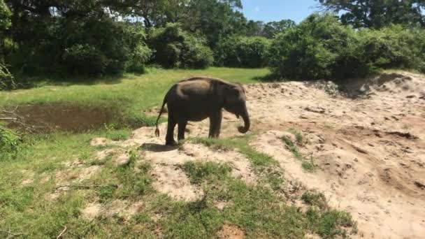 Yala, Sri Lanka, filler ot yer ve 4. — Stok video