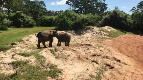 Yala, Sri Lanka, olifanten spelen in het zand deel 3 — Stockvideo