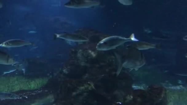 Barcelona, España. Un pez nadando bajo el agua — Vídeo de stock