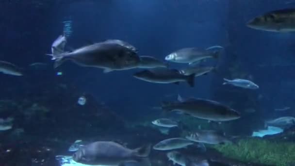 Barcelona, Španělsko. Ryba plavající pod vodou — Stock video