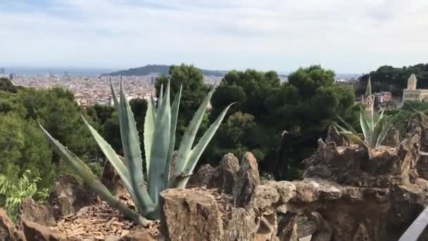 西班牙巴塞罗那。植物的特写 — 图库视频影像