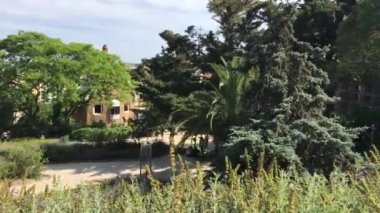 Barselona, İspanya. Bir ağacın yanında bir grup palmiye ağacı