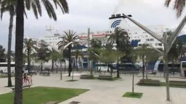 Barselona, İspanya. Bir palmiye ağacı