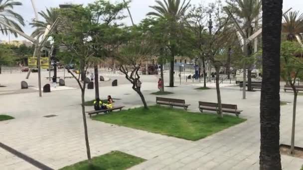 Barcelona, Spanyolország. Egy csapat pálmafa. — Stock videók
