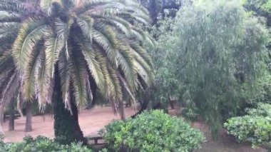Barselona, İspanya. Bir ağacın yanında bir grup palmiye ağacı