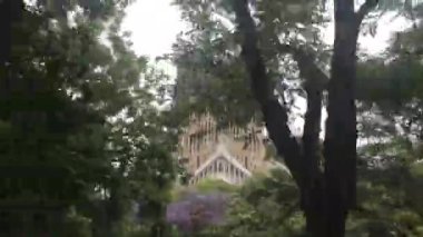 Barselona, İspanya. Ormanda bir ağaç