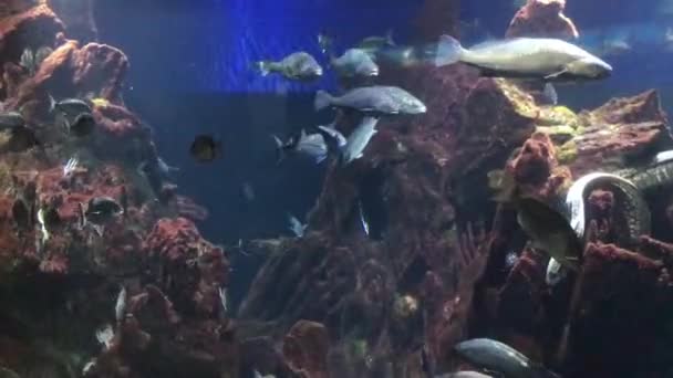 Barcelona, España, Vista submarina de una gran roca — Vídeo de stock