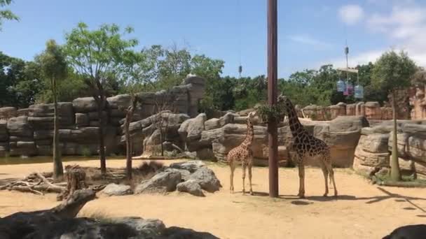 Barcelona, España, Un grupo de jirafas de pie junto a una pared de roca — Vídeos de Stock