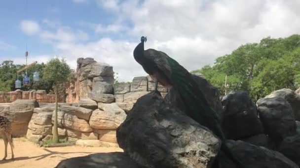 Barcellona, Spagna, Un uccello in piedi di fronte a una grande roccia — Video Stock