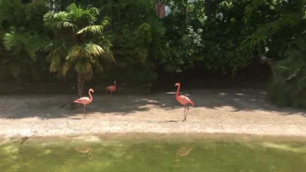 Barcelona, Spain, A flock of seagulls standing next to a body of water — Stock Video