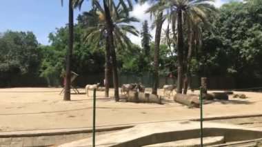 Barselona, İspanya, bir grup palmiye ağacı