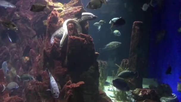 Barcelona, Spanien, Unterwasserblick auf einen großen Felsen — Stockvideo