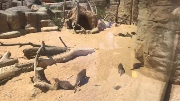 Barcellona, Spagna, Un mucchio di sporcizia in un recinto dello zoo — Video Stock